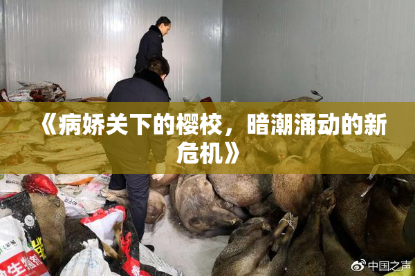 《病娇关下的樱校，暗潮涌动的新危机》