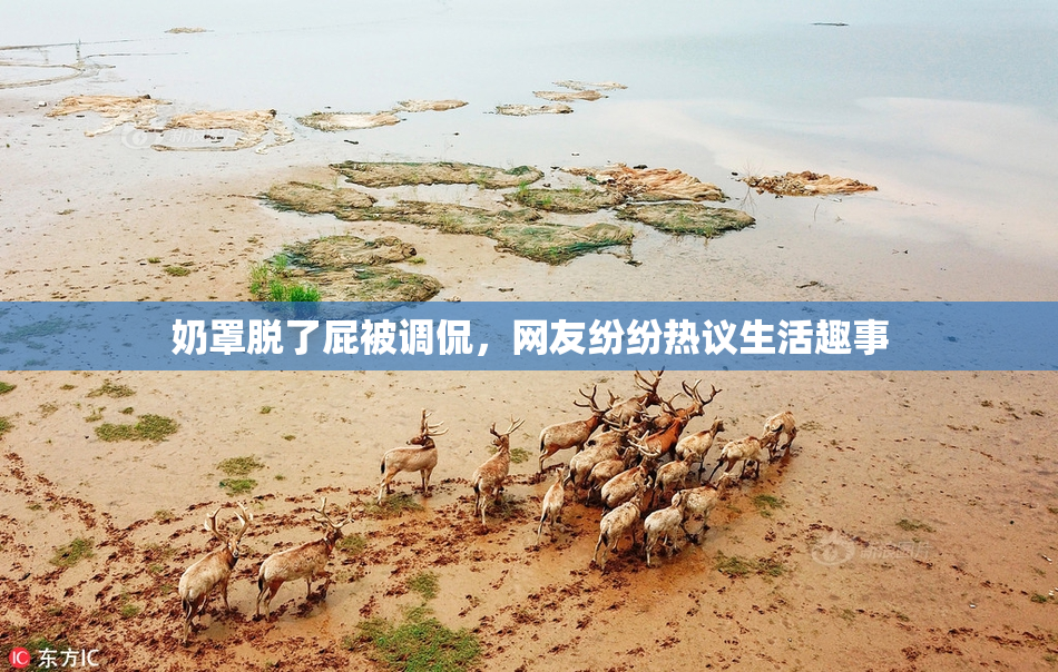 奶罩脱了屁被调侃，网友纷纷热议生活趣事