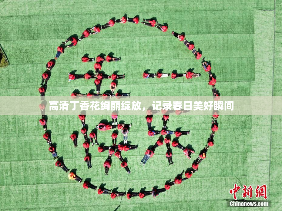 高清丁香花绚丽绽放，记录春日美好瞬间