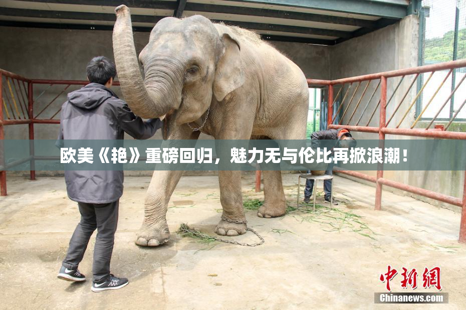 欧美《艳》重磅回归，魅力无与伦比再掀浪潮！