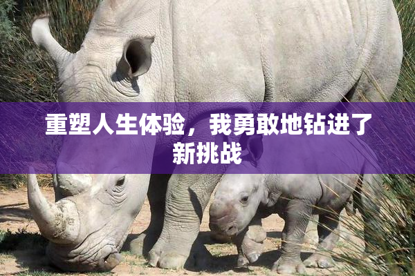 重塑人生体验，我勇敢地钻进了新挑战