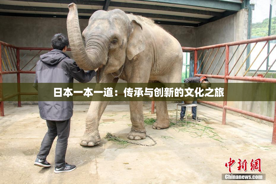 日本一本一道：传承与创新的文化之旅