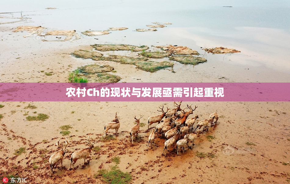 农村Ch的现状与发展亟需引起重视
