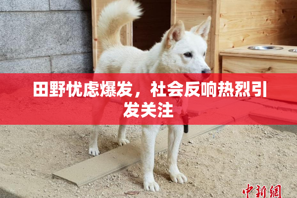 田野忧虑爆发，社会反响热烈引发关注