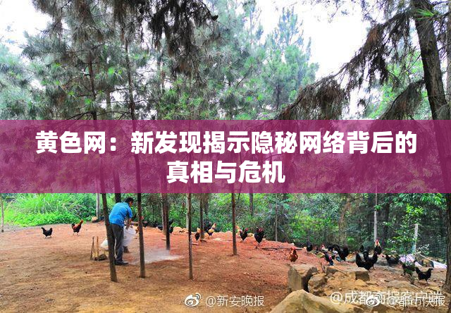 黄色网：新发现揭示隐秘网络背后的真相与危机