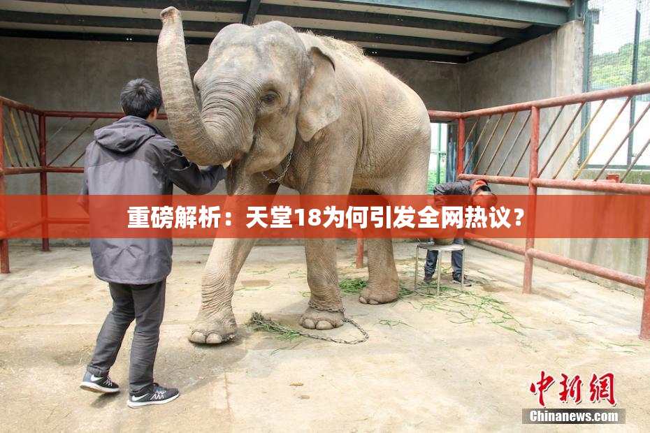 重磅解析：天堂18为何引发全网热议？