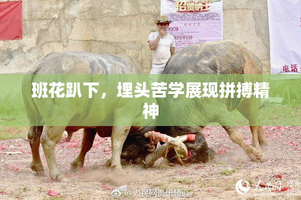 班花趴下，埋头苦学展现拼搏精神