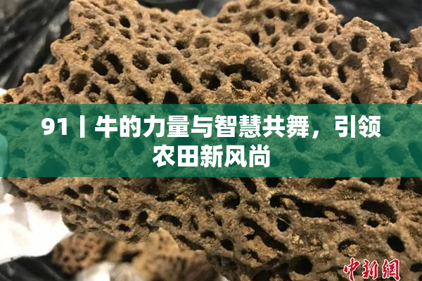 91丨牛的力量与智慧共舞，引领农田新风尚