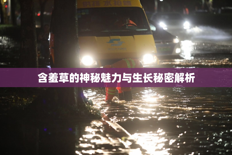 含羞草的神秘魅力与生长秘密解析