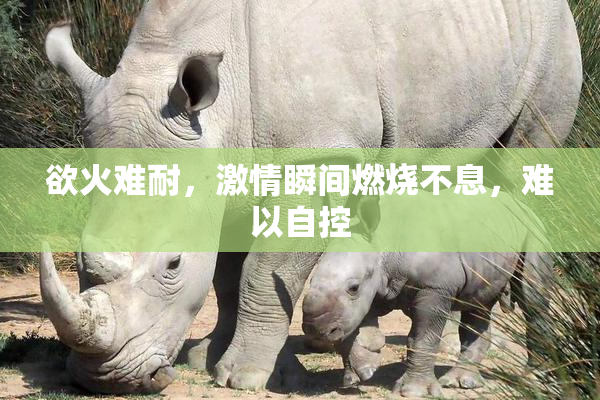 欲火难耐，激情瞬间燃烧不息，难以自控