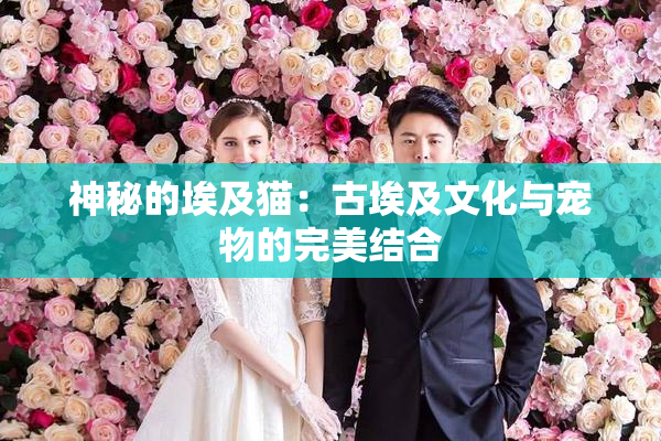 神秘的埃及猫：古埃及文化与宠物的完美结合