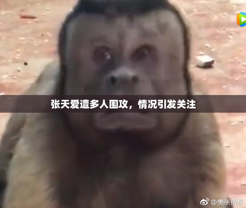 张天爱遭多人围攻，情况引发关注