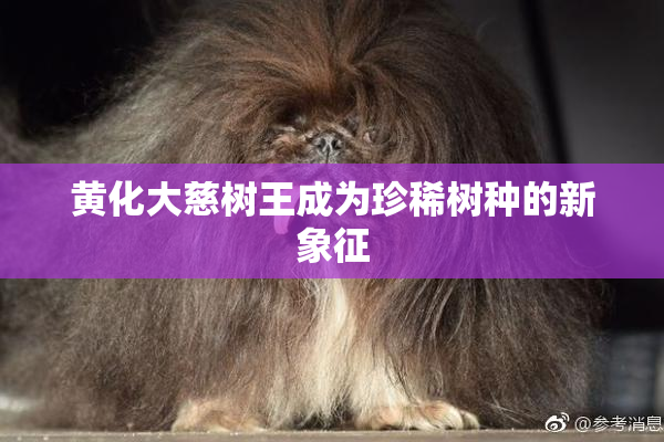 黄化大慈树王成为珍稀树种的新象征