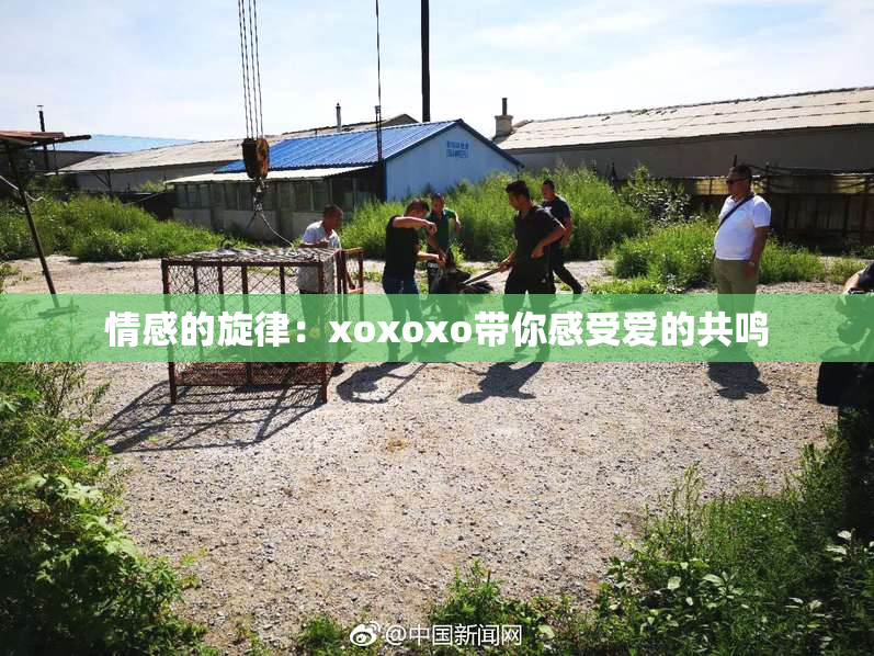 情感的旋律：xoxoxo带你感受爱的共鸣