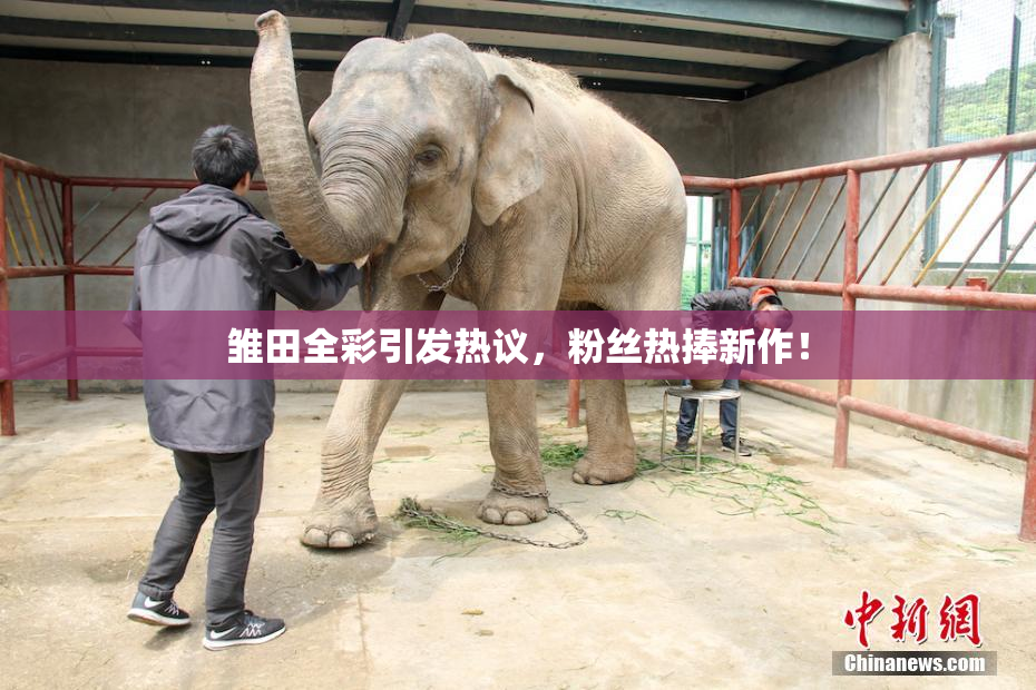 雏田全彩引发热议，粉丝热捧新作！