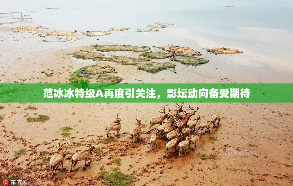 范冰冰特级A再度引关注，影坛动向备受期待