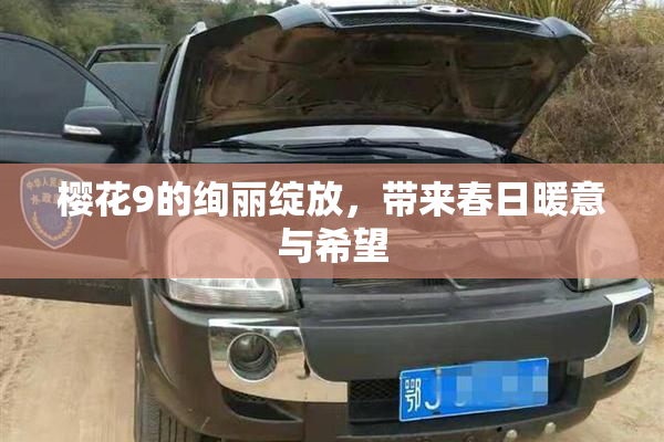 樱花9的绚丽绽放，带来春日暖意与希望