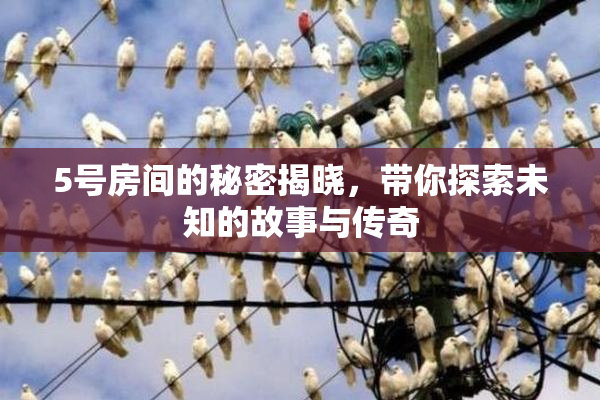 5号房间的秘密揭晓，带你探索未知的故事与传奇