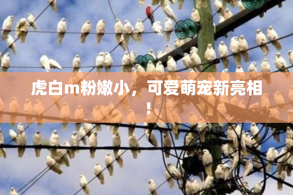 虎白m粉嫩小，可爱萌宠新亮相！