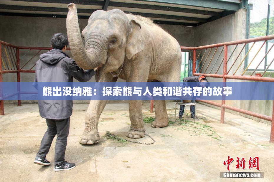 熊出没纳雅：探索熊与人类和谐共存的故事