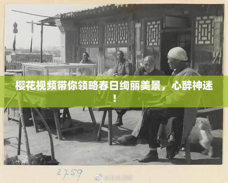 樱花视频带你领略春日绚丽美景，心醉神迷!