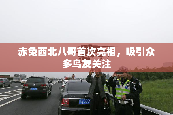 赤兔西北八哥首次亮相，吸引众多鸟友关注