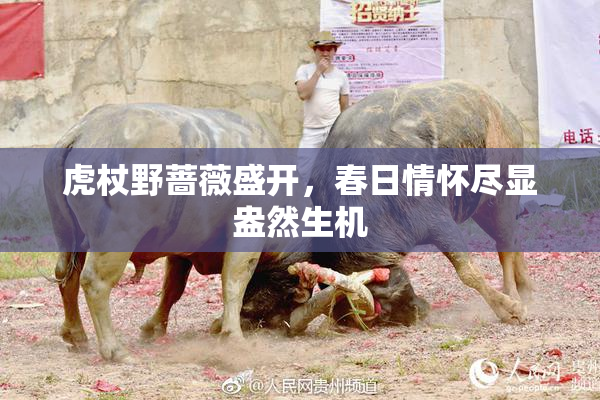 虎杖野蔷薇盛开，春日情怀尽显盎然生机