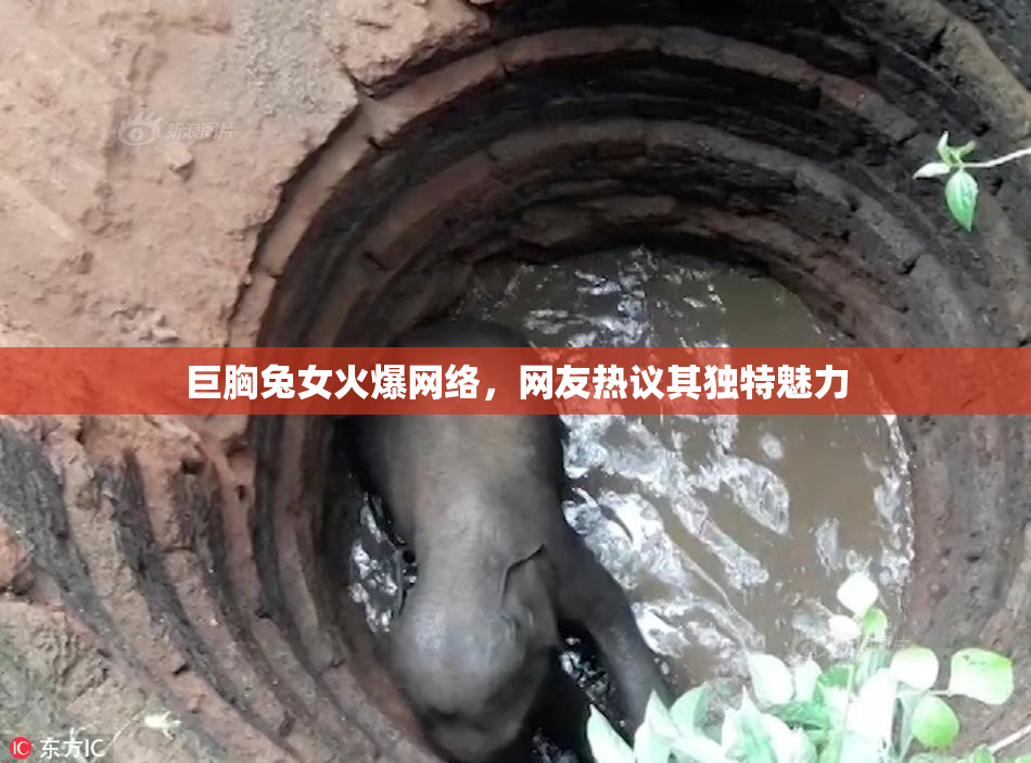 巨胸兔女火爆网络，网友热议其独特魅力