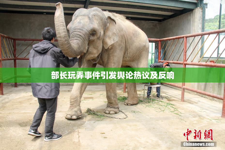 部长玩弄事件引发舆论热议及反响