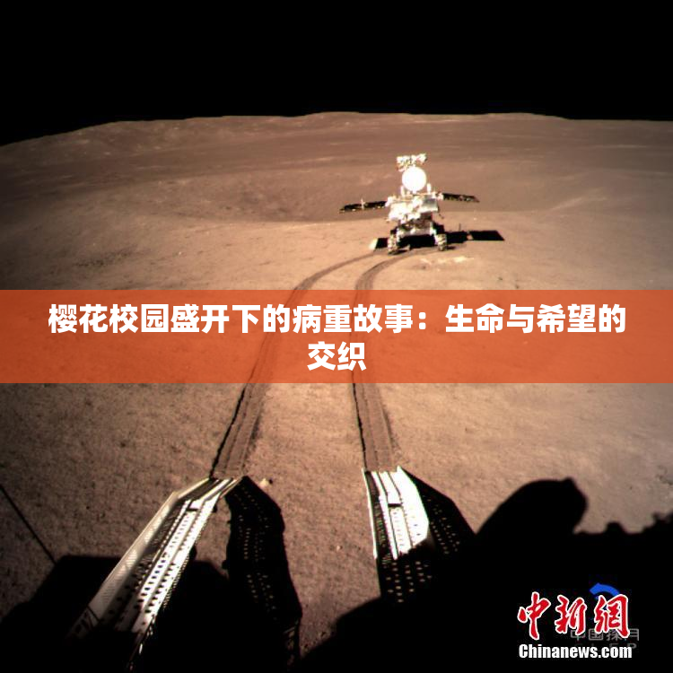 樱花校园盛开下的病重故事：生命与希望的交织