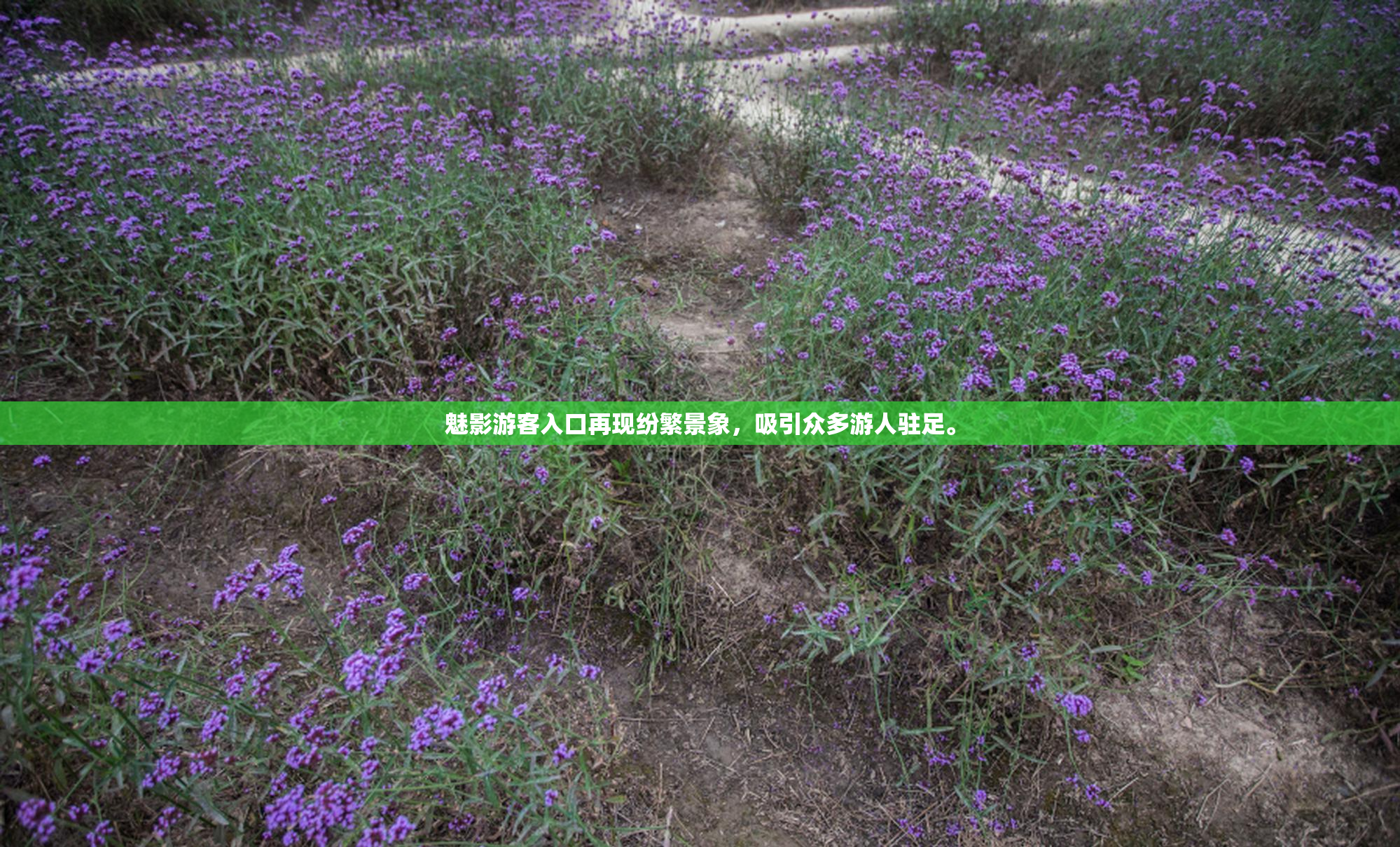 魅影游客入口再现纷繁景象，吸引众多游人驻足。
