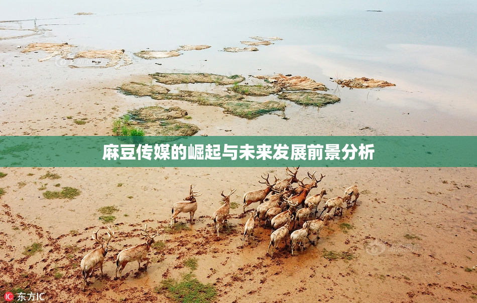 麻豆传媒的崛起与未来发展前景分析