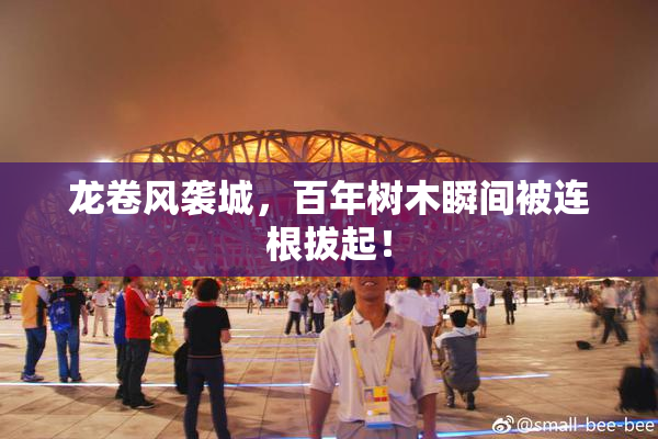 龙卷风袭城，百年树木瞬间被连根拔起！