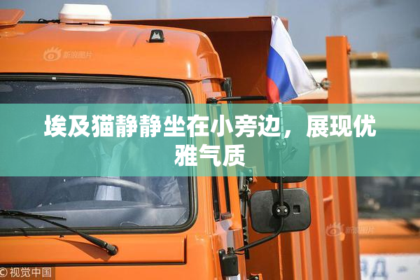 埃及猫静静坐在小旁边，展现优雅气质