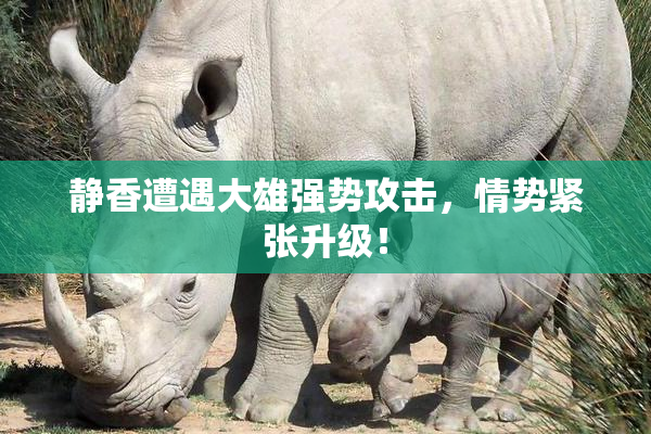 静香遭遇大雄强势攻击，情势紧张升级！