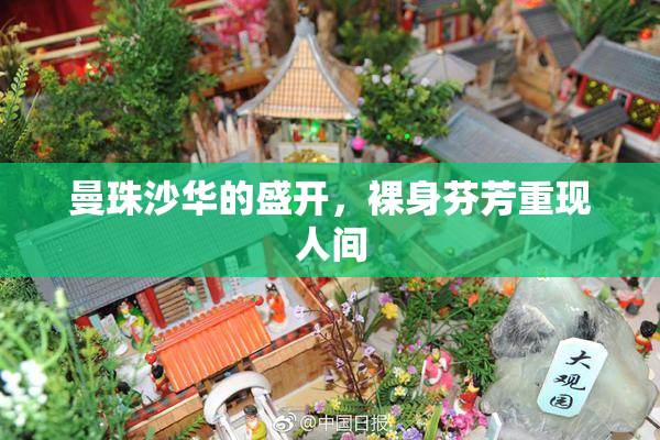 曼珠沙华的盛开，裸身芬芳重现人间