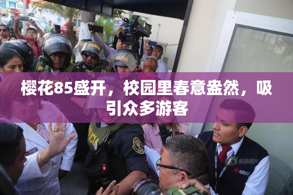 樱花85盛开，校园里春意盎然，吸引众多游客