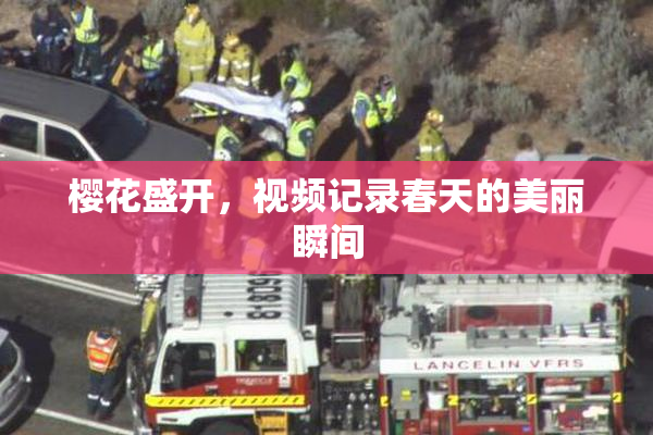 樱花盛开，视频记录春天的美丽瞬间