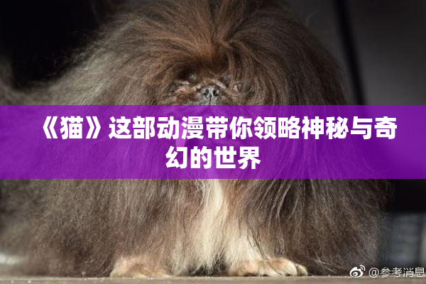 《猫》这部动漫带你领略神秘与奇幻的世界