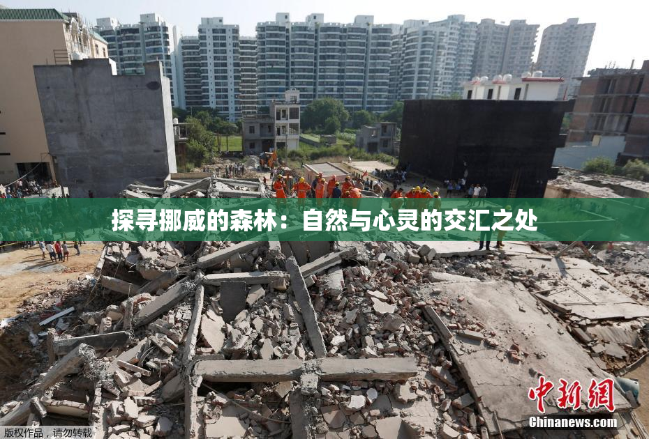 探寻挪威的森林：自然与心灵的交汇之处