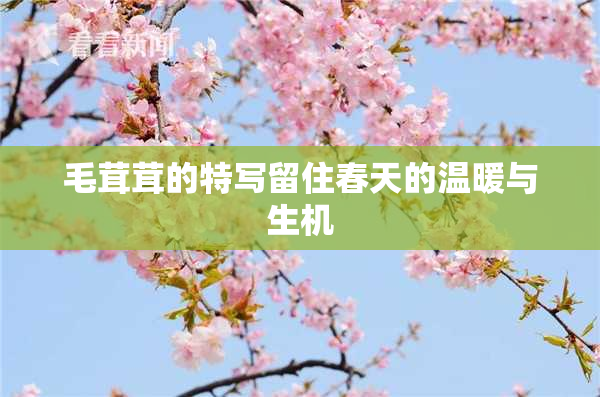 毛茸茸的特写留住春天的温暖与生机