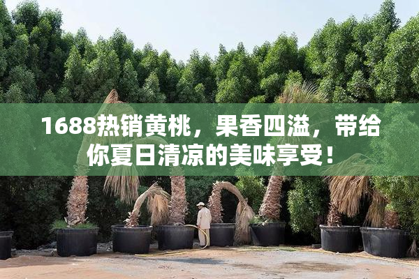 1688热销黄桃，果香四溢，带给你夏日清凉的美味享受！