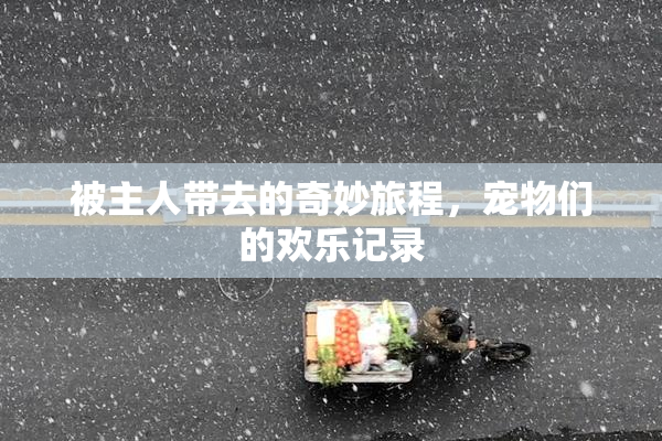 被主人带去的奇妙旅程，宠物们的欢乐记录