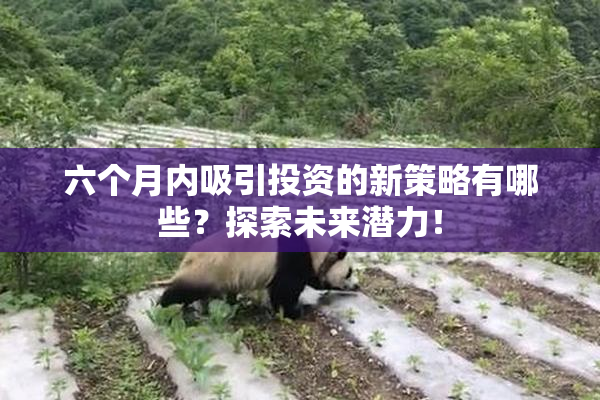 六个月内吸引投资的新策略有哪些？探索未来潜力！