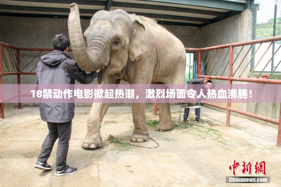 18禁动作电影掀起热潮，激烈场面令人热血沸腾！