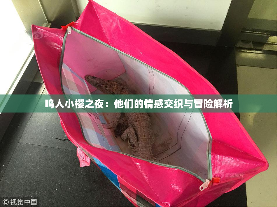 鸣人小樱之夜：他们的情感交织与冒险解析