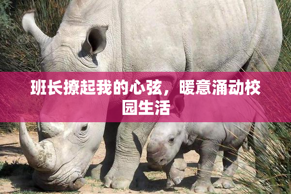 班长撩起我的心弦，暖意涌动校园生活