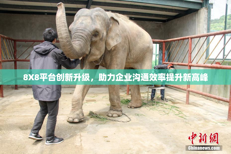 8X8平台创新升级，助力企业沟通效率提升新高峰