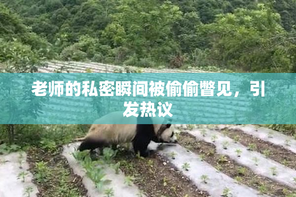 老师的私密瞬间被偷偷瞥见，引发热议