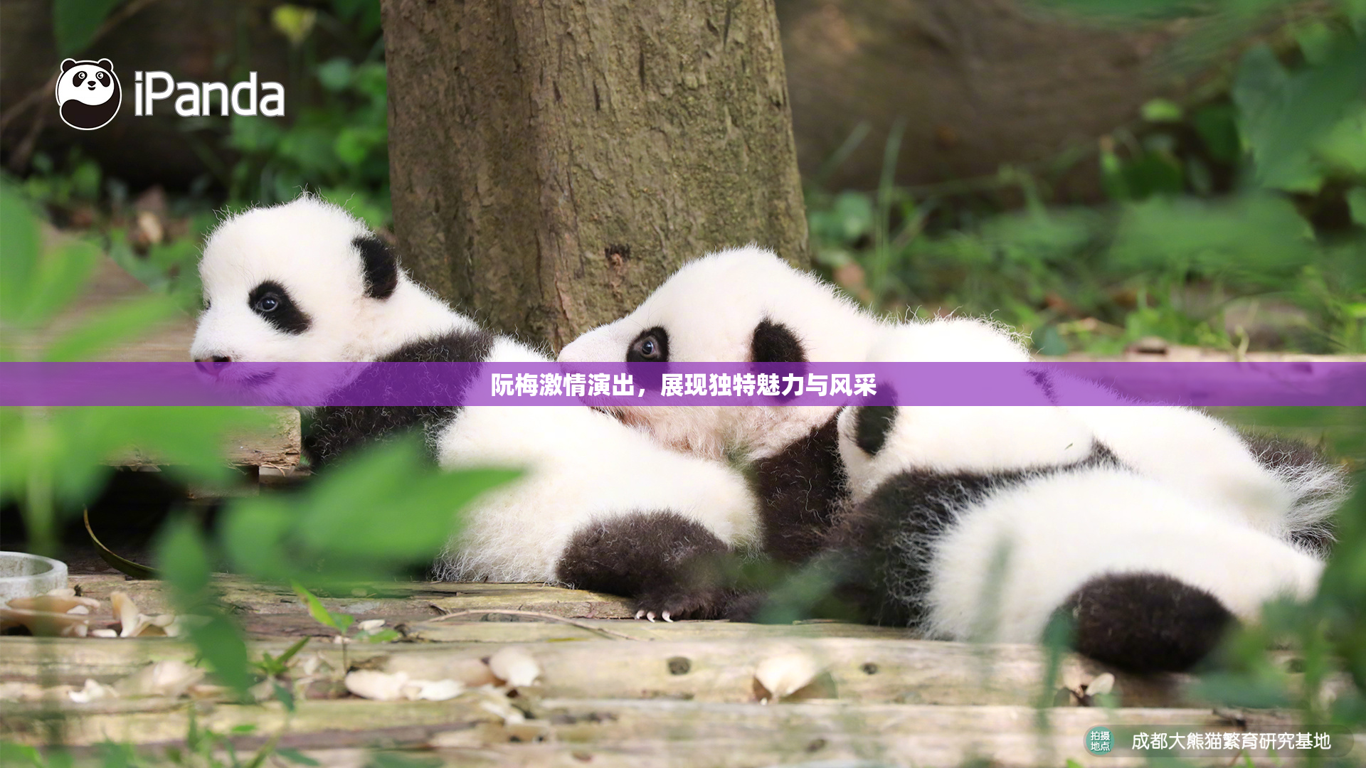 阮梅激情演出，展现独特魅力与风采